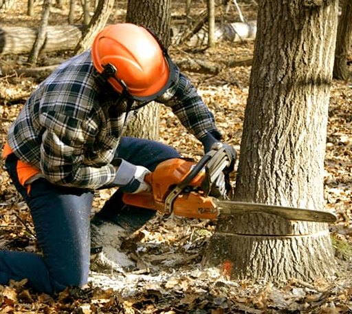 Tree Removal in Woodridge, IL